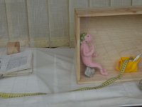 Alwernia