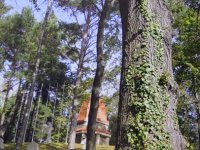 Drzewa-świadkowie historii