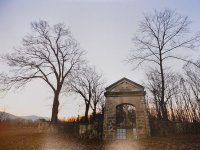 Drzewa-świadkowie historii