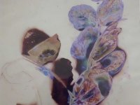Fotografia organiczna