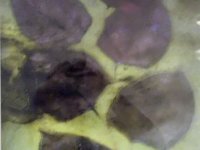 Fotografia organiczna